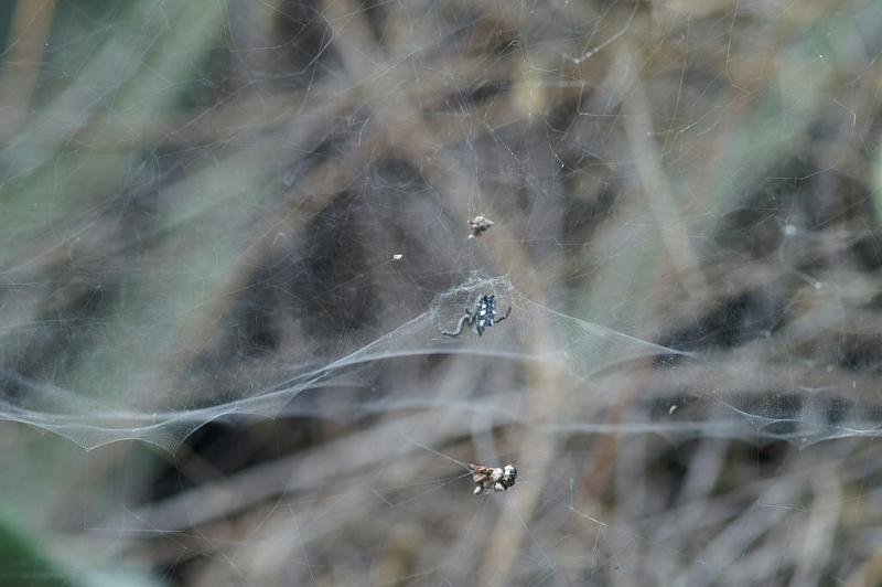 Cyrtophora_citricola_D3188_Z_85_Valle Gran Rey_Spanje.jpg